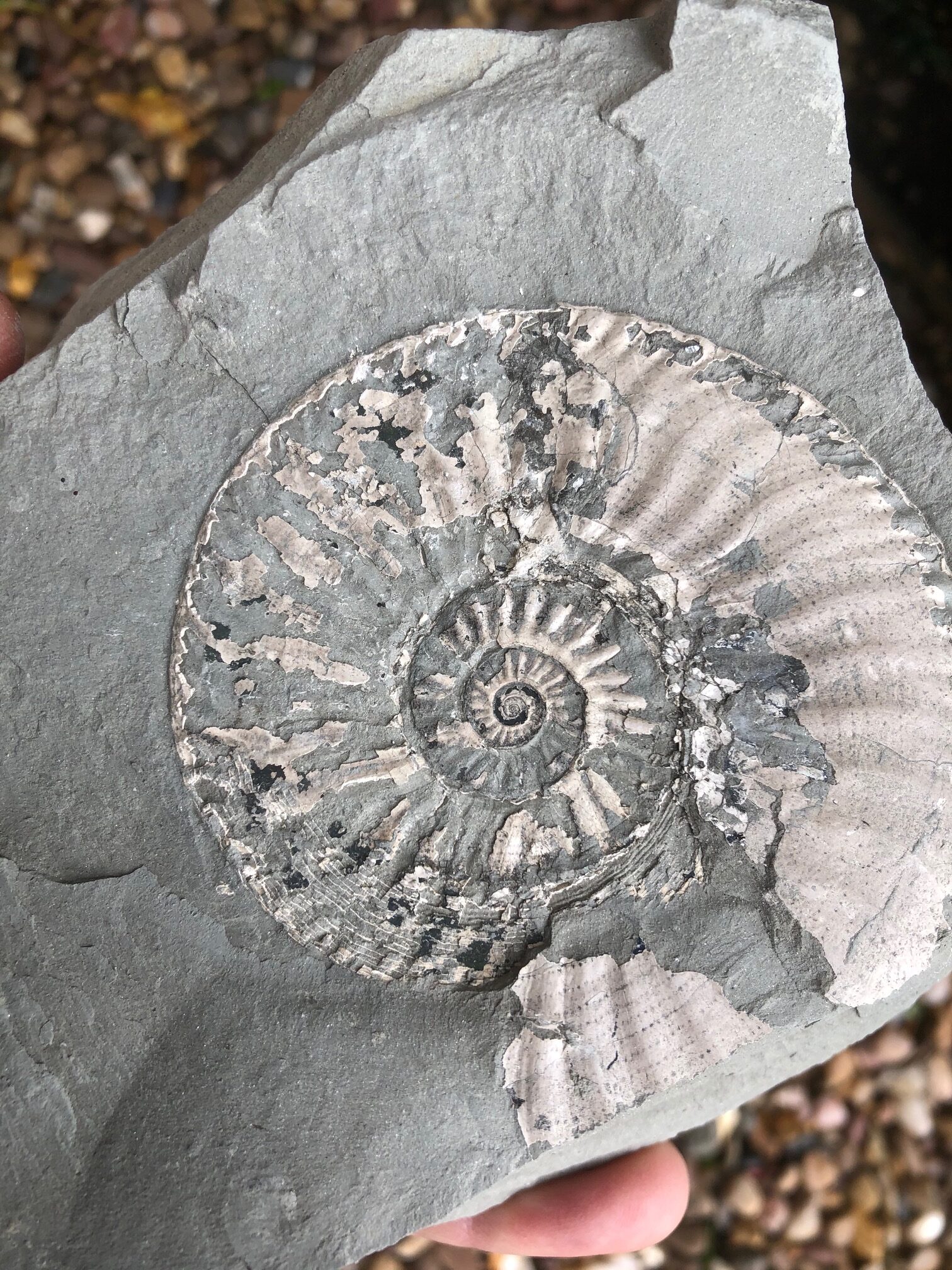 Ammonite fossil in rock