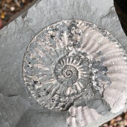 Ammonite fossil in rock
